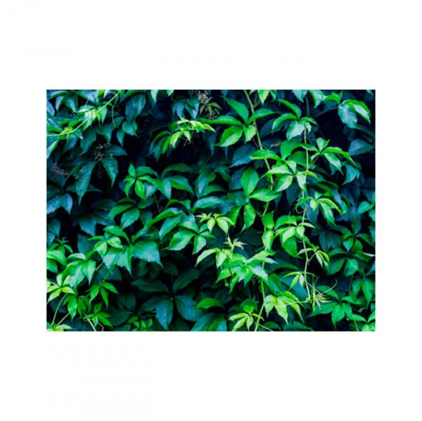 Tecido Fotográfico Folhagem 68X60 Cm F203 - Major